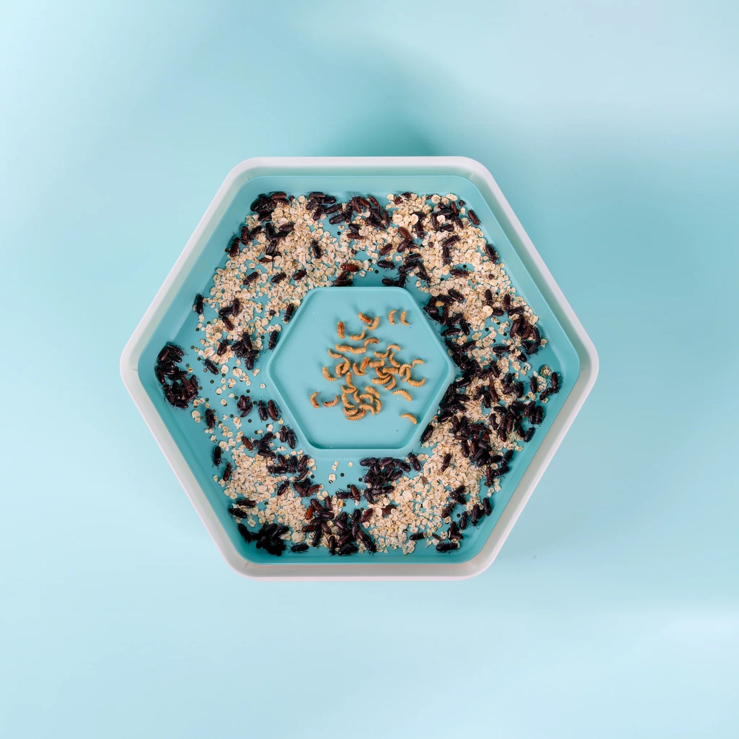 The Mealworm Growing Pods - Free Delivery for UK